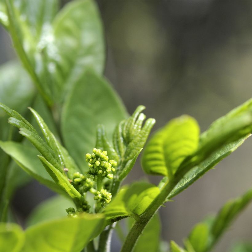 Zanthoxylum coreanum - Poivrier coréen (Floraison)