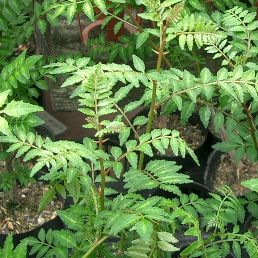 Zanthoxylum piperitum - Poivrier du Sichuan (Feuillage)