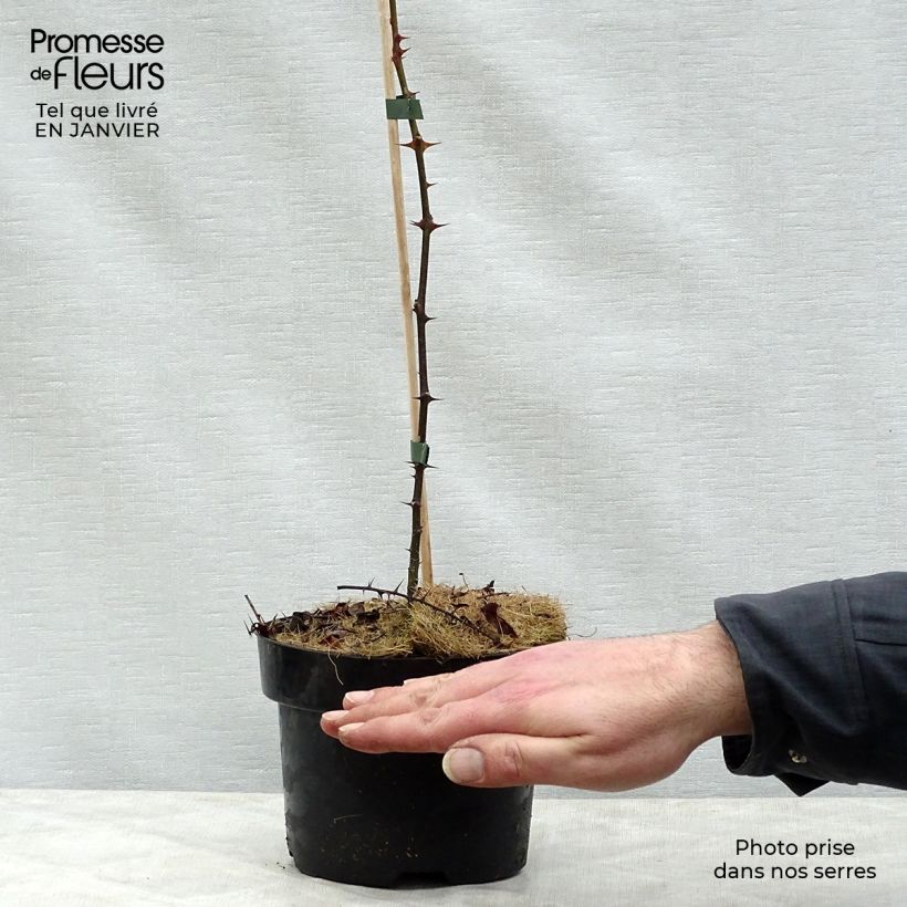 Spécimen de Zanthoxylum piperitum - Poivrier du Sichuan tel que livré en hiver