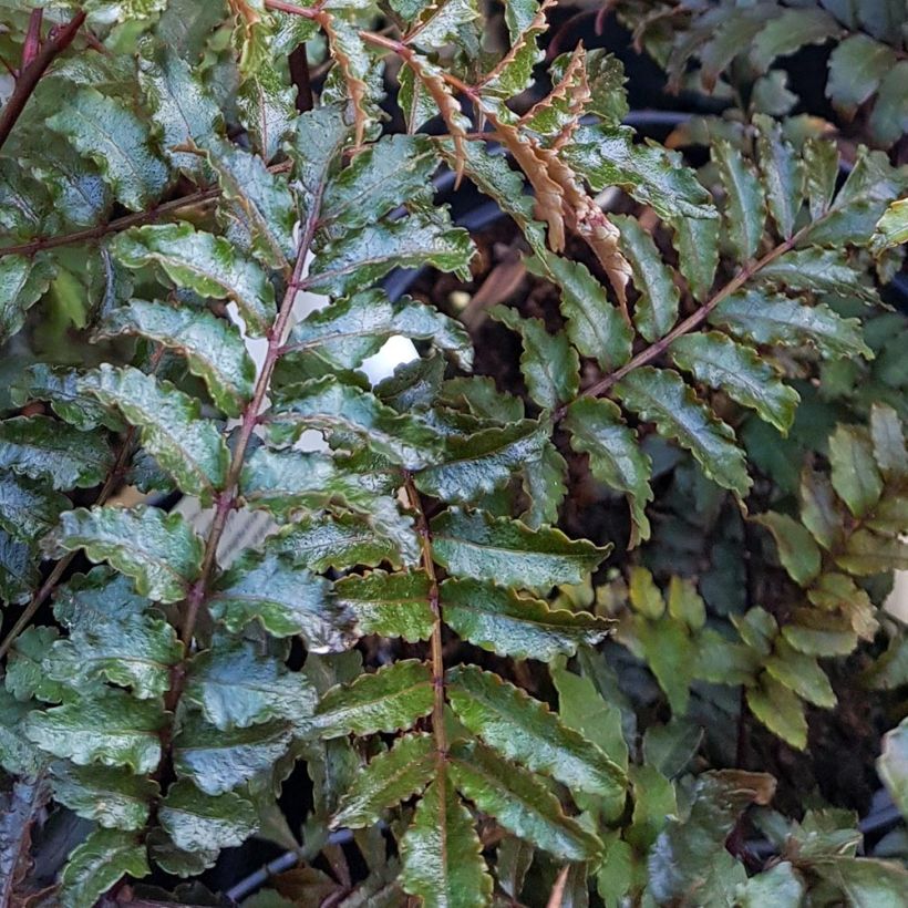 Zanthoxylum piperitum Black Magic - Poivrier de Chine (Feuillage)