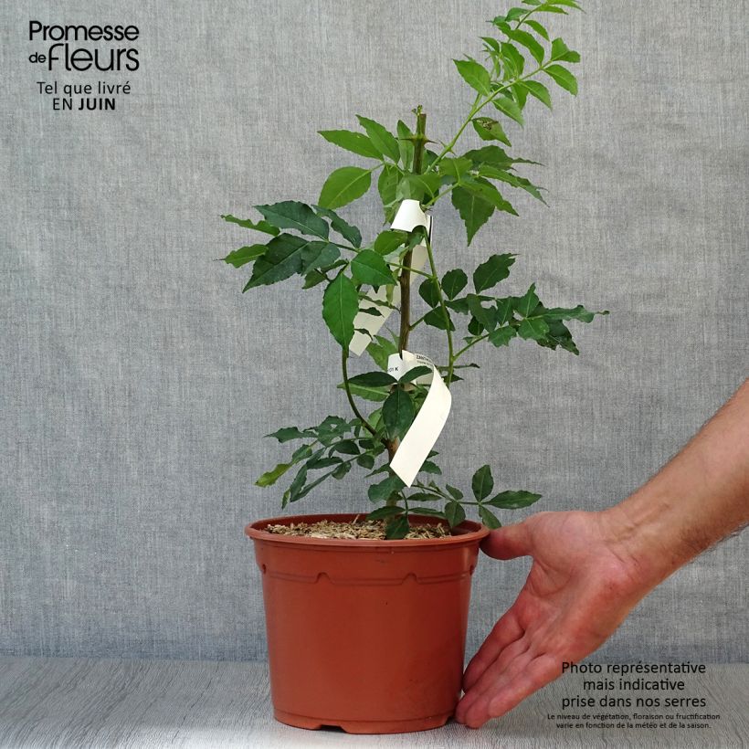 Spécimen de Zanthoxylum piperitum - Poivrier du Sichuan Pot de 2L/3L tel que livré en été