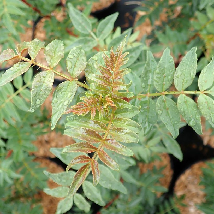 Zanthoxylum schinifolium - Poivrier de Sansho (Feuillage)