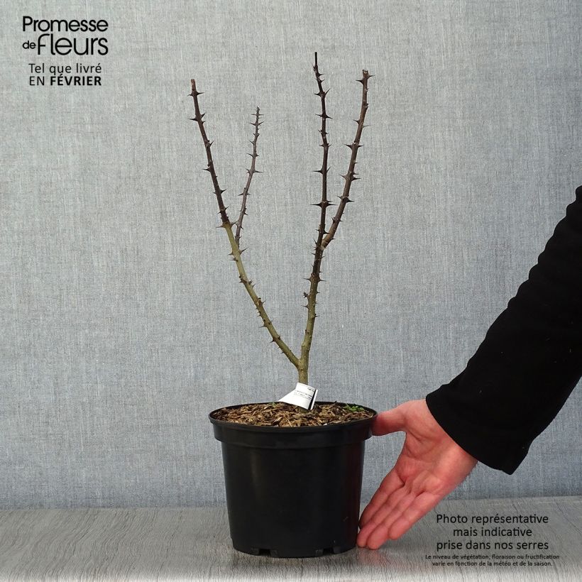 Spécimen de Zanthoxylum schinifolium - Poivrier de Sansho tel que livré en hiver