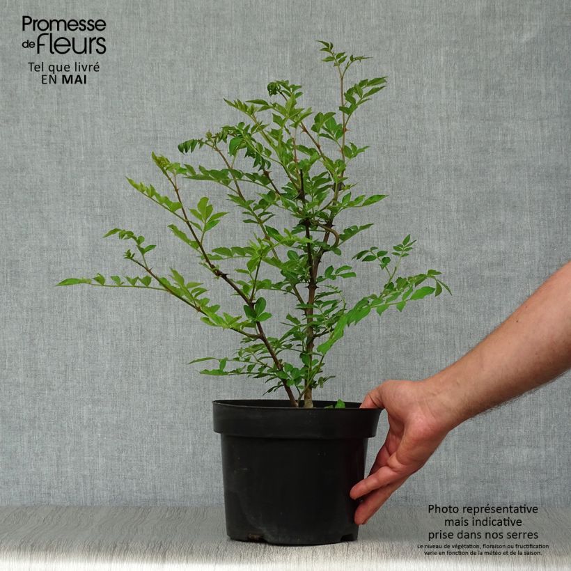 Spécimen de Zanthoxylum simulans - Poivrier du Sichuan Pot de 2L/3L tel que livré au printemps