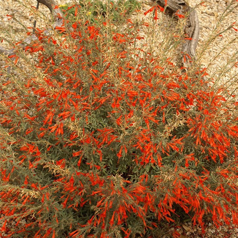 Fuchsia de Californie - Zauschneria californica (Floraison)