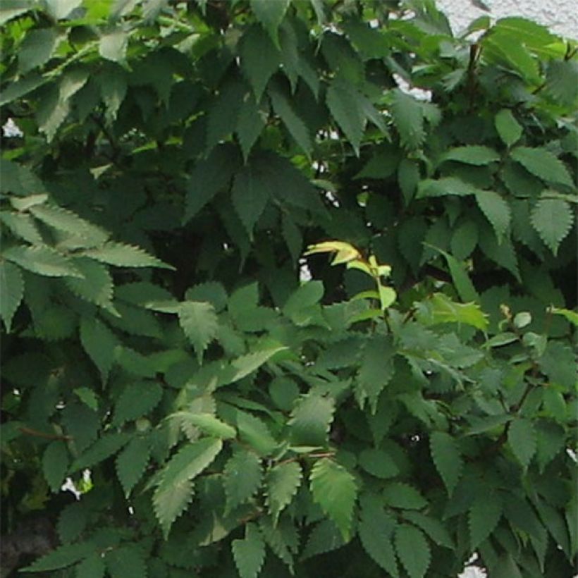 Zelkova serrata Green Vase - Orme de Sibérie (Feuillage)