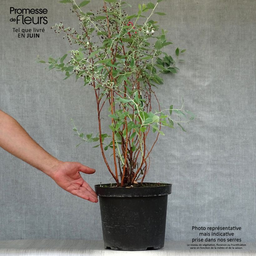 Spécimen de Zenobia pulverulenta Blue Sky - Muguet en arbre Pot de 7,5L/10L tel que livré en été