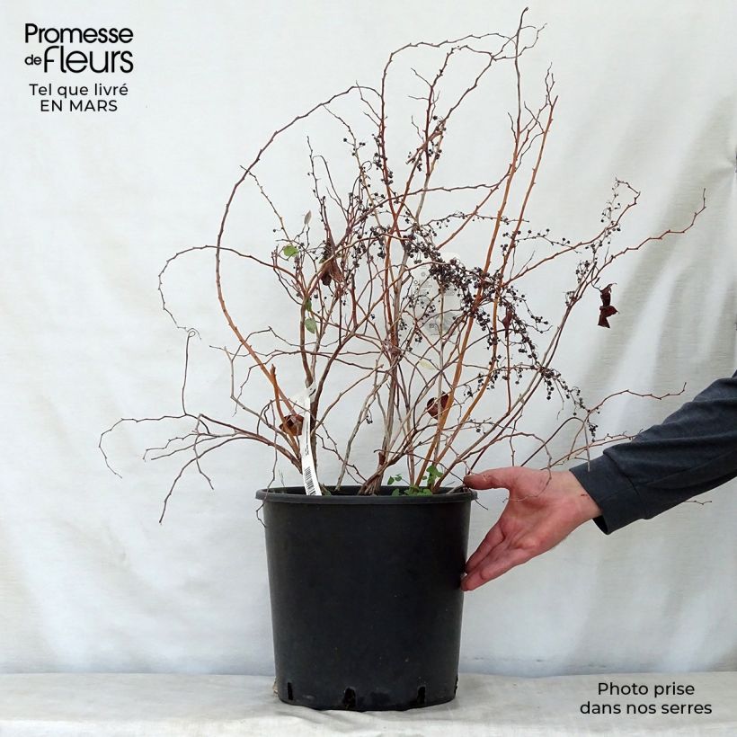 Spécimen de Zenobia pulverulenta Blue Sky - Muguet en arbre Pot de 12L/15LHauteur livrée env. 60/80cm tel que livré au printemps
