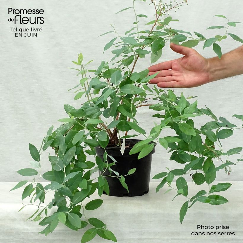 Spécimen de Zenobia pulverulenta Blue Sky - Muguet en arbre Pot de 3L/4L tel que livré en été