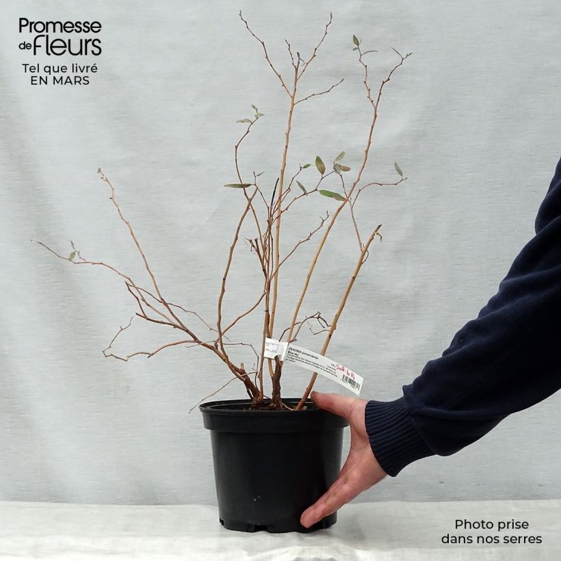 Spécimen de Zenobia pulverulenta Blue Sky - Muguet en arbre Pot de 3L/4LHauteur livrée env. 30/40cm tel que livré au printemps