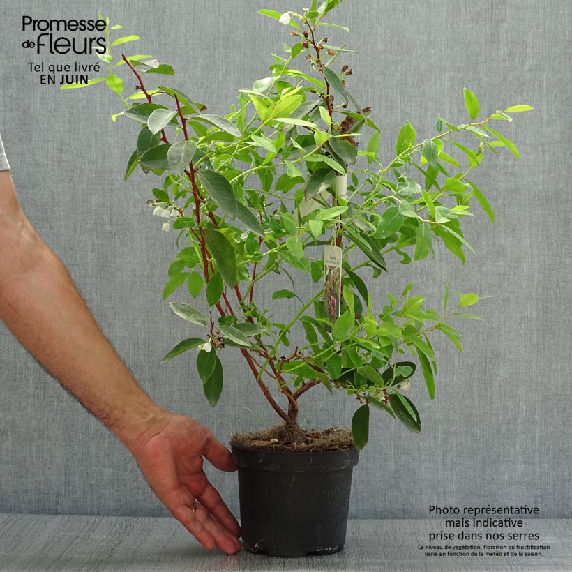 Spécimen de Zenobia pulverulenta Raspberry Ripple - Muguet en arbre Pot de 2L/3L tel que livré en été