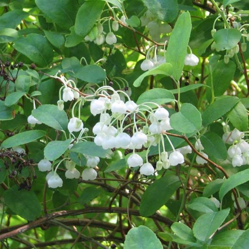 Zenobia pulverulenta Blue Sky - Muguet en arbre (Floraison)