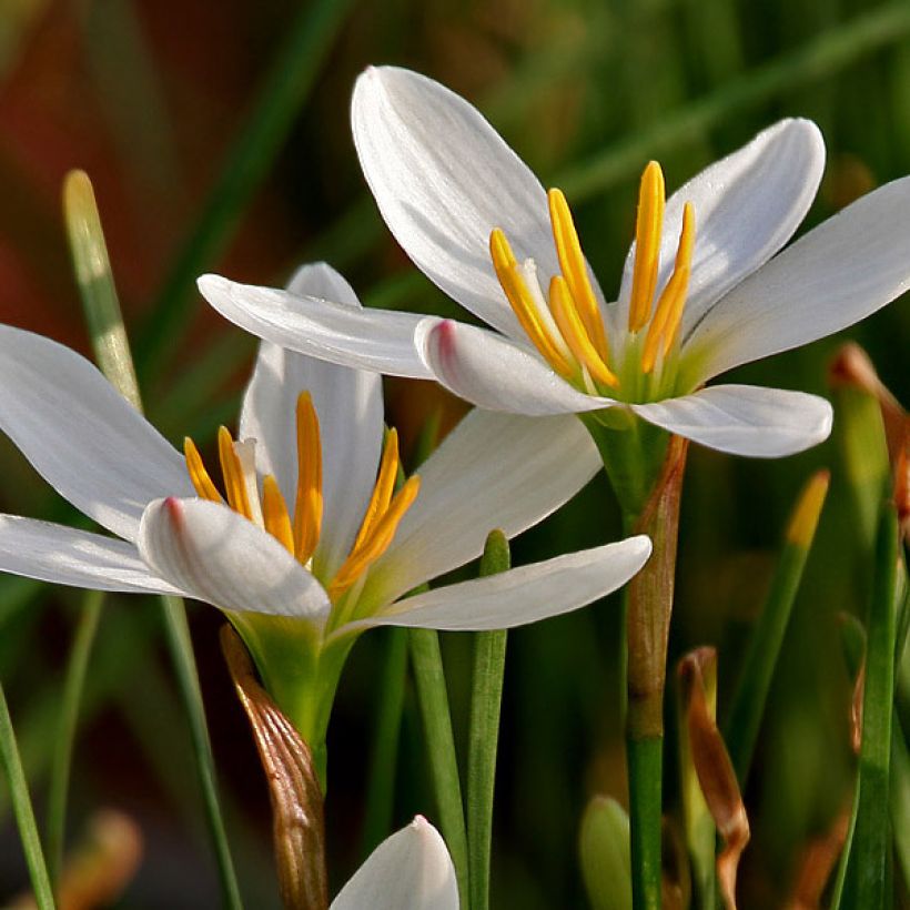 Zephyranthes candida - Lis zéphyr (Floraison)