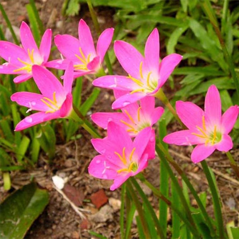 Zephyranthes rosea - Lis zéphir rose (Floraison)