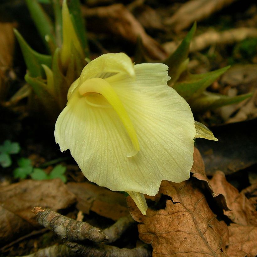 Gingembre japonais - Zingiber mioga (Floraison)