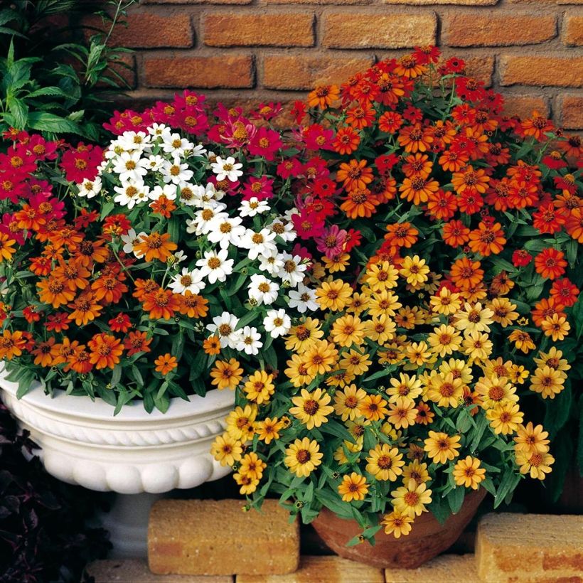 Zinnia Profusion Double mélange Mini-mottes (Port)