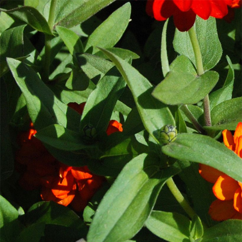 Zinnia Zahara Double Fire (Feuillage)