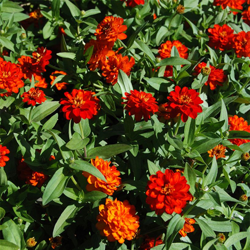 Zinnia Zahara Double Fire (Floraison)