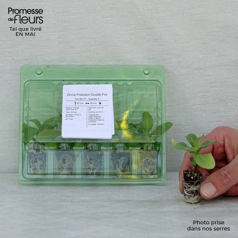 Spécimen de Zinnia Zahara Double Fire Mini-motte 2,,3 cm tel que livré au printemps