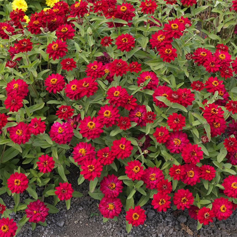 Zinnia Profusion Double Hot Cherry (Floraison)