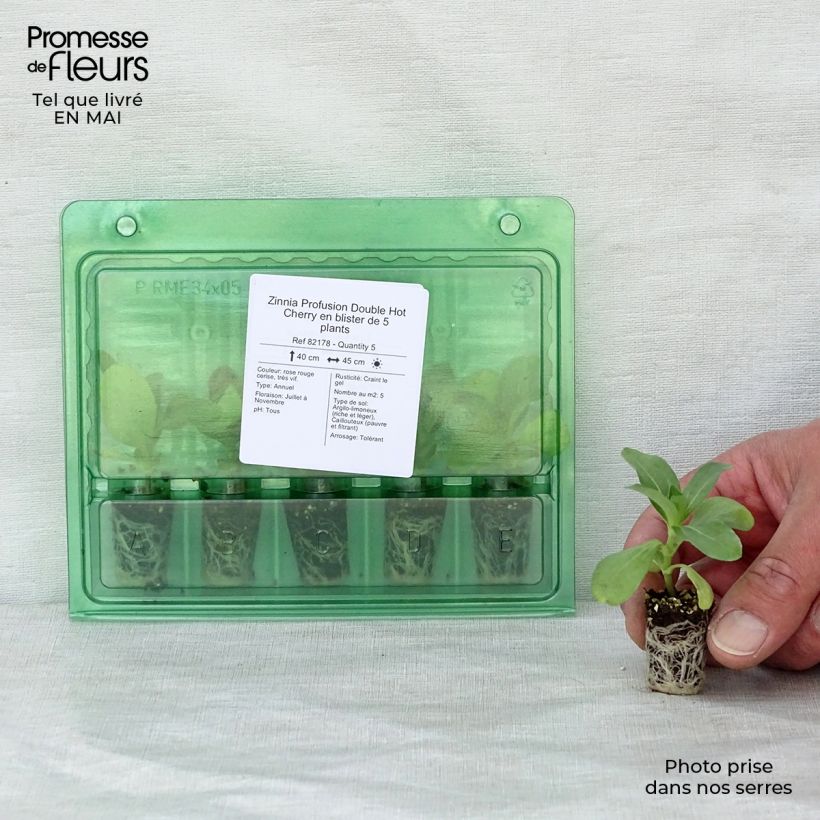 Spécimen de Zinnia Profusion Double Hot Cherry Mini-motte Ø 1,5/2,5 cm, Plant vert de 5 à 10 cm de haut tel que livré au printemps