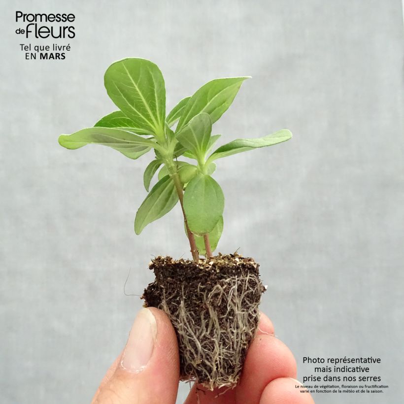 Spécimen de Zinnia Profusion Double Hot Cherry en plaque de 16 plants tel que livré au printemps