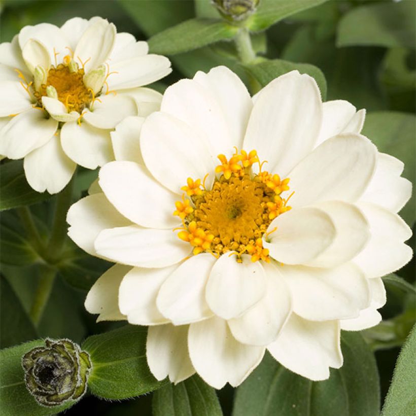 Zinnia Zahara Double White - Zinnia hybride double (Floraison)