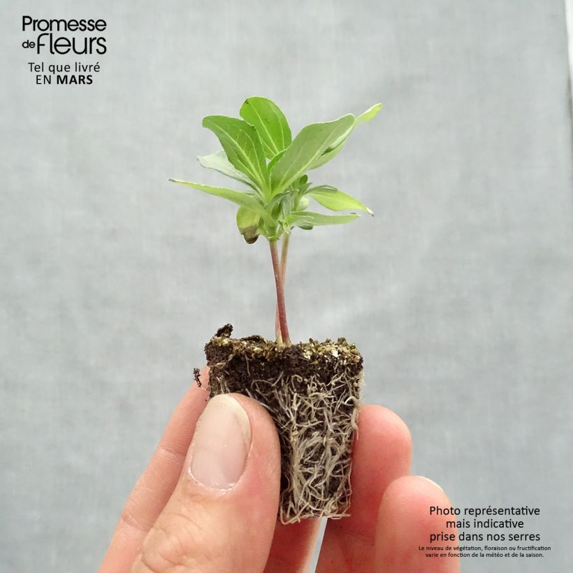 Spécimen de Zinnia Profusion Double mélange Mini-mottes Jardimotte : motte 3,8 cm x 3,2 cm en plaque de culture par 16 tel que livré au printemps
