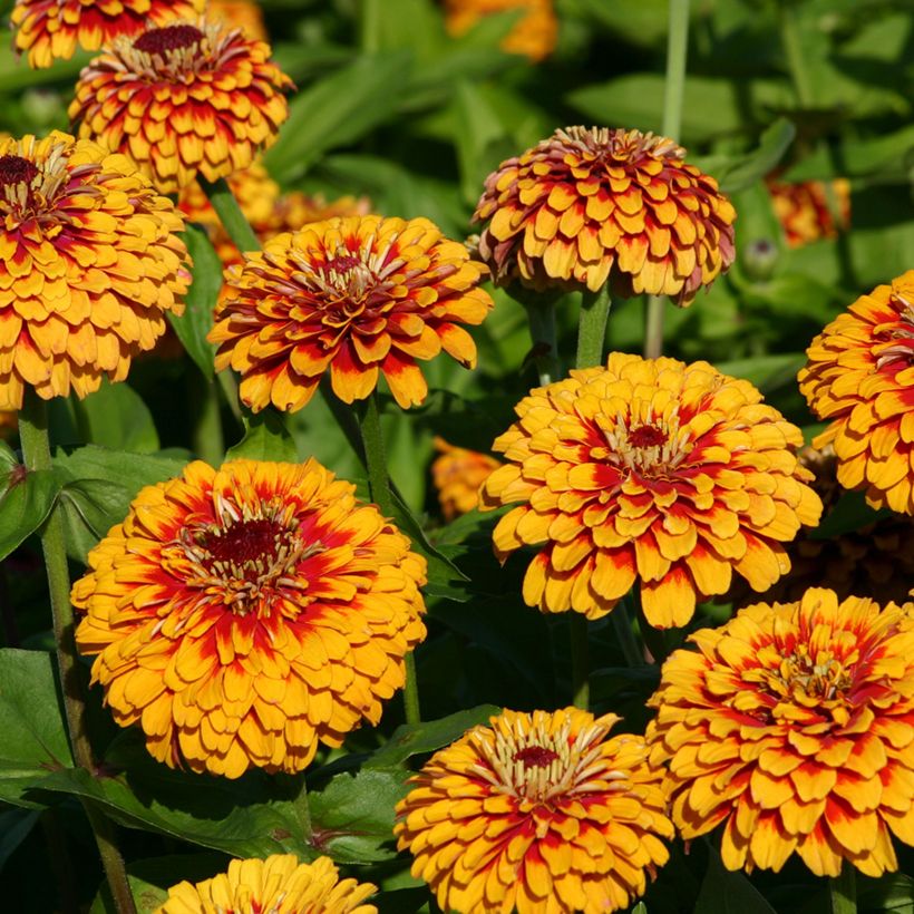 Graines de Zinnia elegans Macarenia (Floraison)