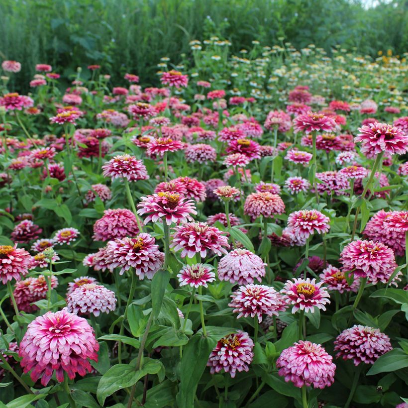 Graines de Zinnia elegans Mazurkia (Port)