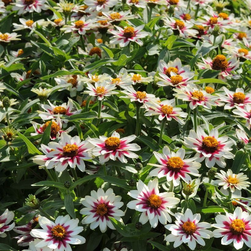 Graines de Zinnia du Maryland Zahara Starlight Rose (Port)