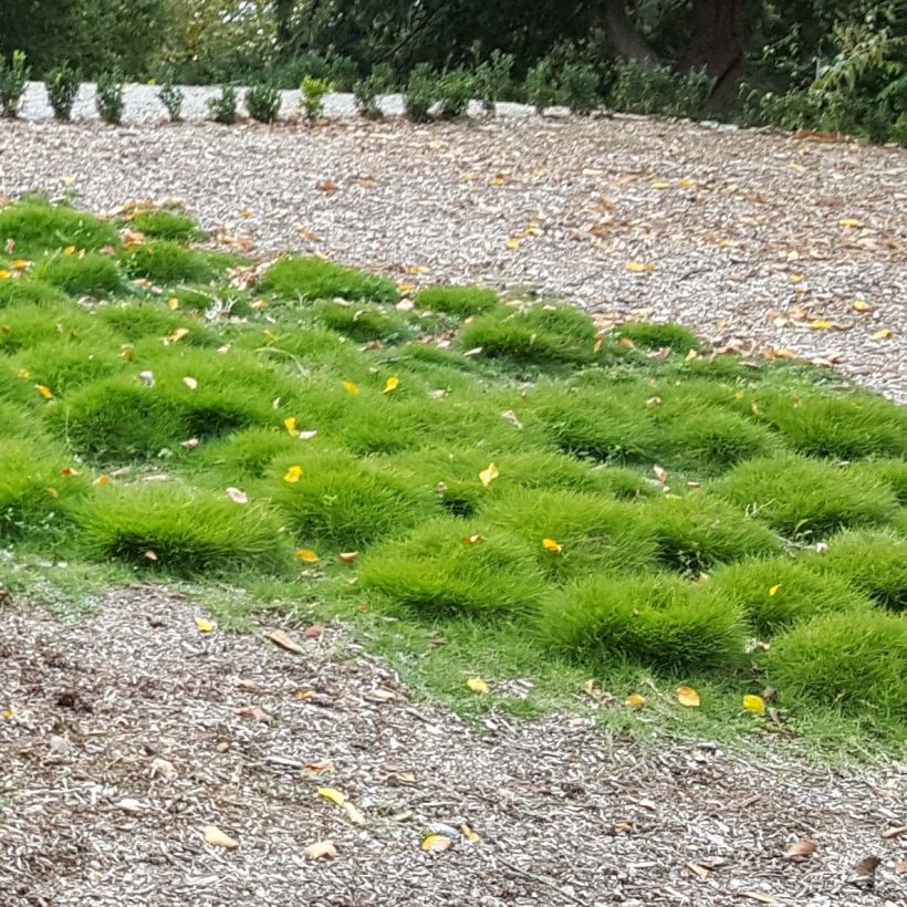 Zoysia tenuifolia - Gazon des Mascareignes (Port)