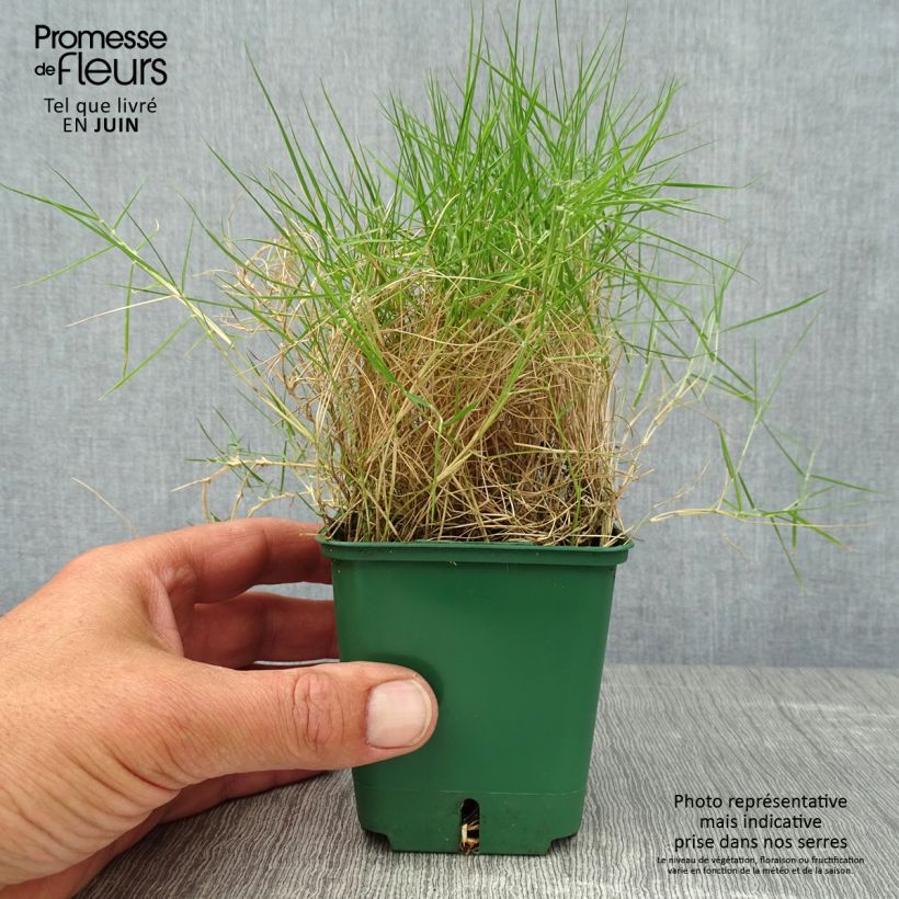 Spécimen de Zoysia tenuifolia - Gazon des Mascareignes Godet de 8/9 cm tel que livré en été