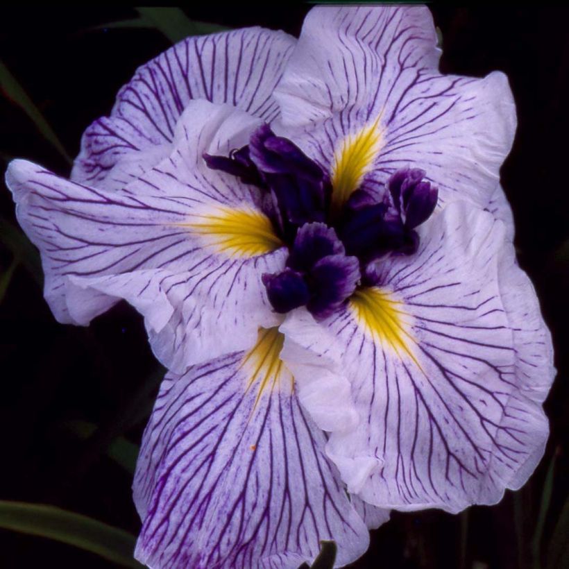 Iris du Japon - Iris ensata Caprician Butterfly (Floraison)