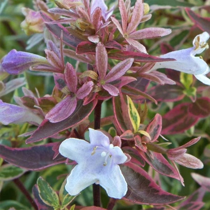 Abelia grandiflora Sparkling Silver (Floraison)