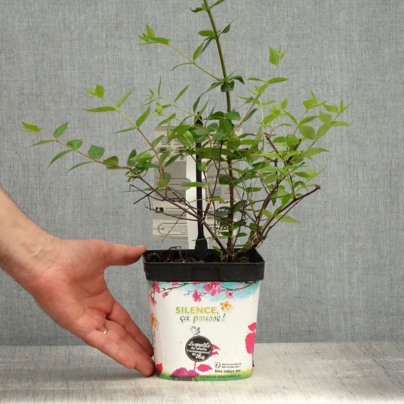 Spécimen de Abelia grandiflora Semperflorens Pot de 2L/3LHauteur livrée env. 15/20cm tel que livré au printemps