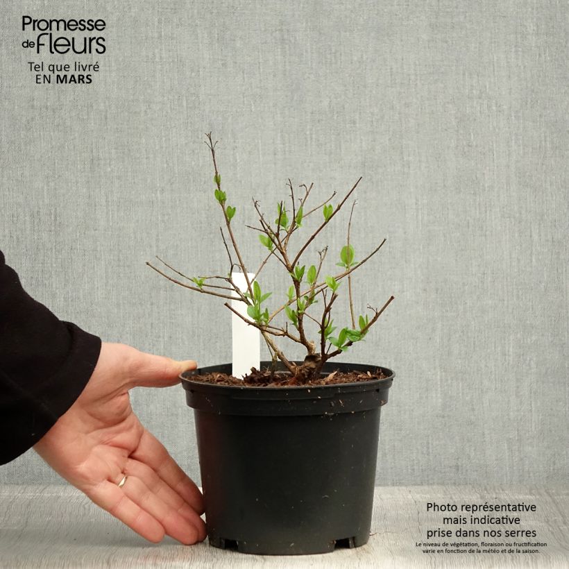 Spécimen de Abelia chinensis - Abélia de Chine  Pot de 2L/3L tel que livré au printemps