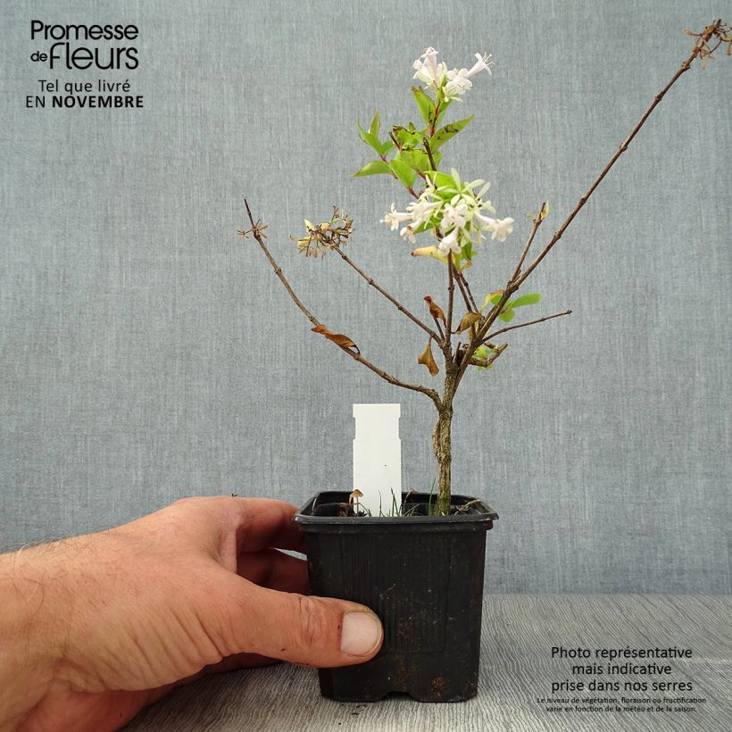 Spécimen de Abelia chinensis White Surprise - Abélia de Chine tel que livré en automne