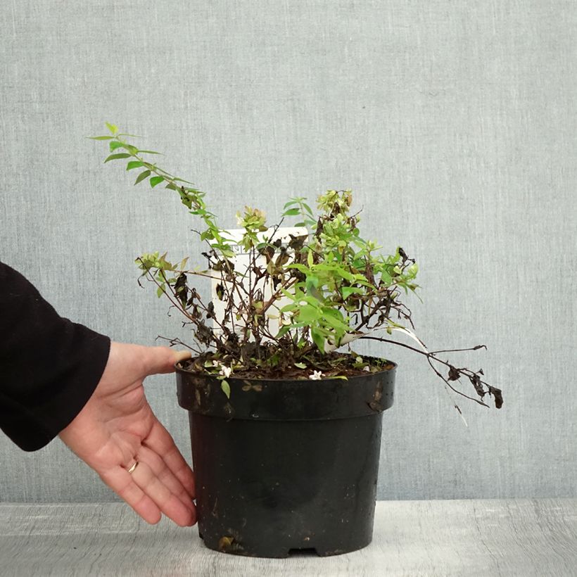 Spécimen de Abelia grandiflora Caramel Charm - Abélia à grandes fleurs Pot de 3L/4L tel que livré en automne