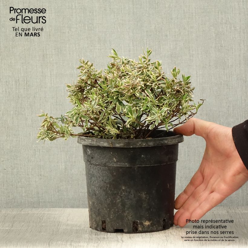 Spécimen de Abelia grandiflora Confetti en pot de 1.5L/2L tel que livré au printemps