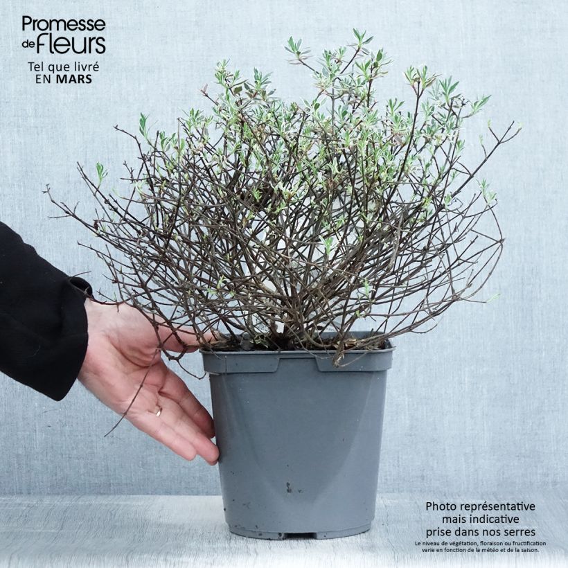 Spécimen de Abelia grandiflora Confetti en pot de 3L/4L tel que livré au printemps
