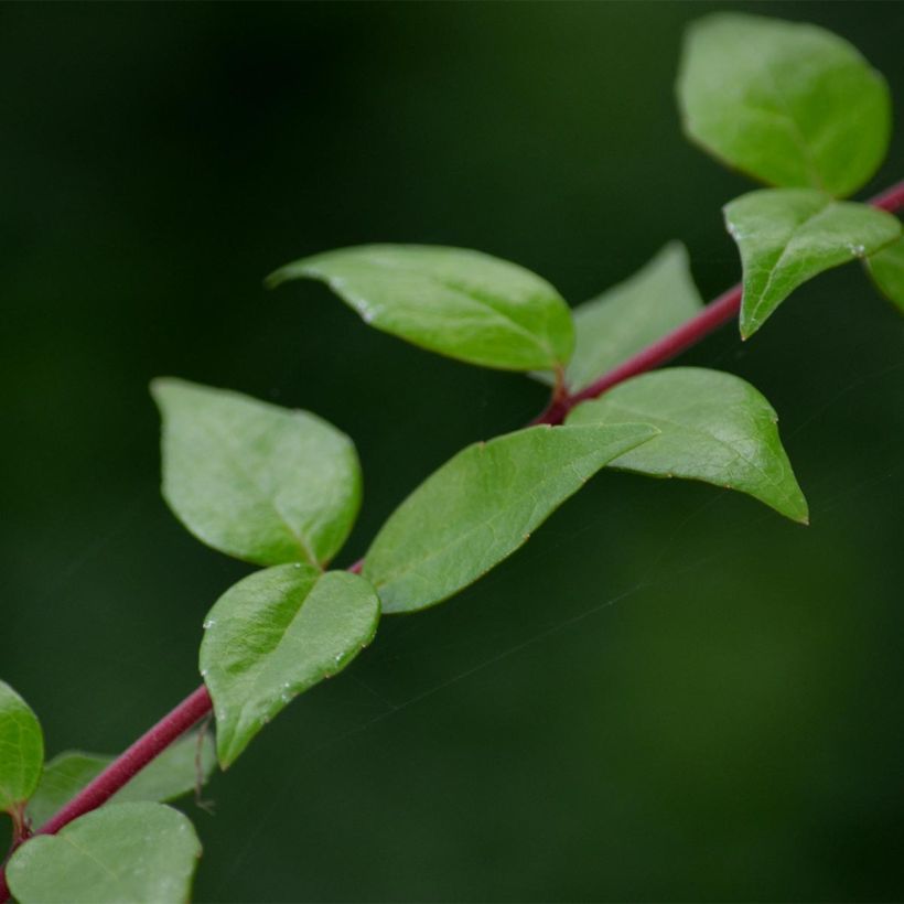 Abelia grandiflora Francis Mason (Feuillage)