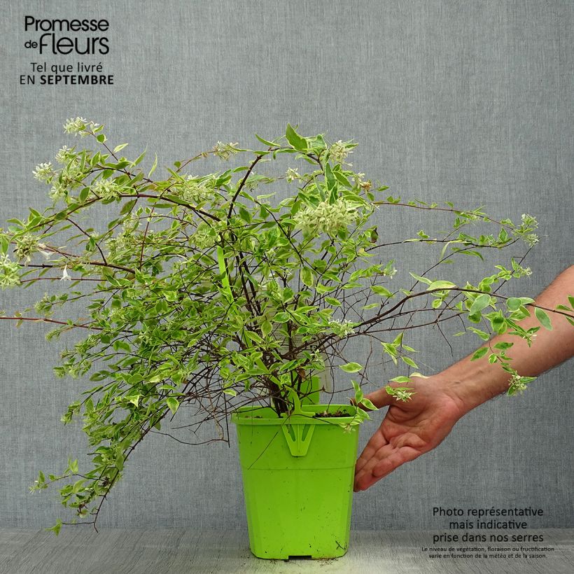 Spécimen de Abelia grandiflora Hopley's - Abélia à grandes fleurs tel que livré en automne