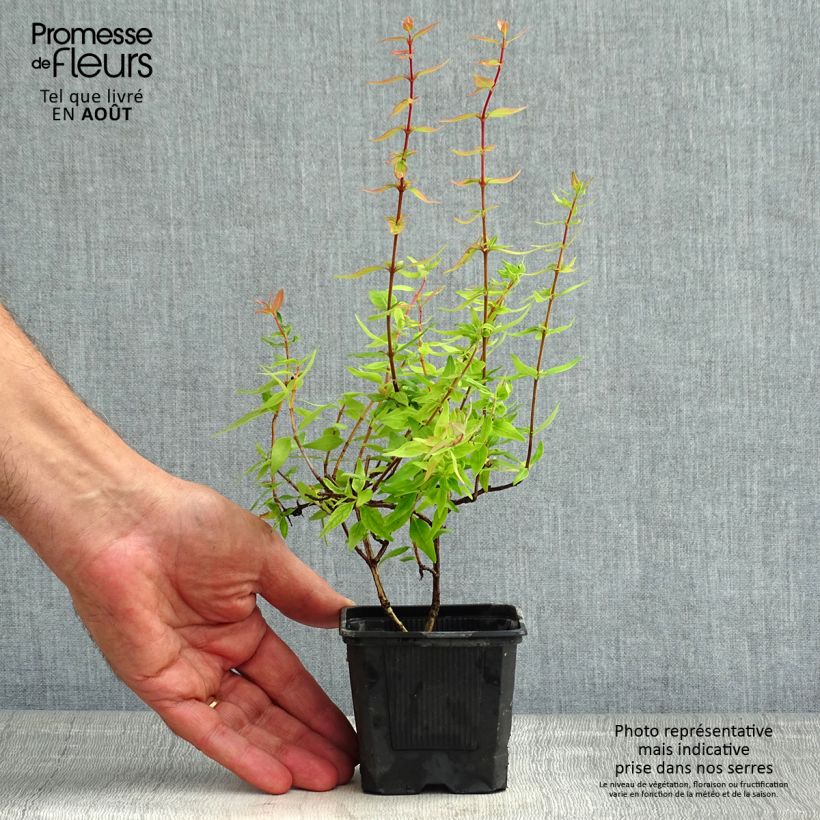 Spécimen de Abelia grandiflora Pisto tel que livré en ete