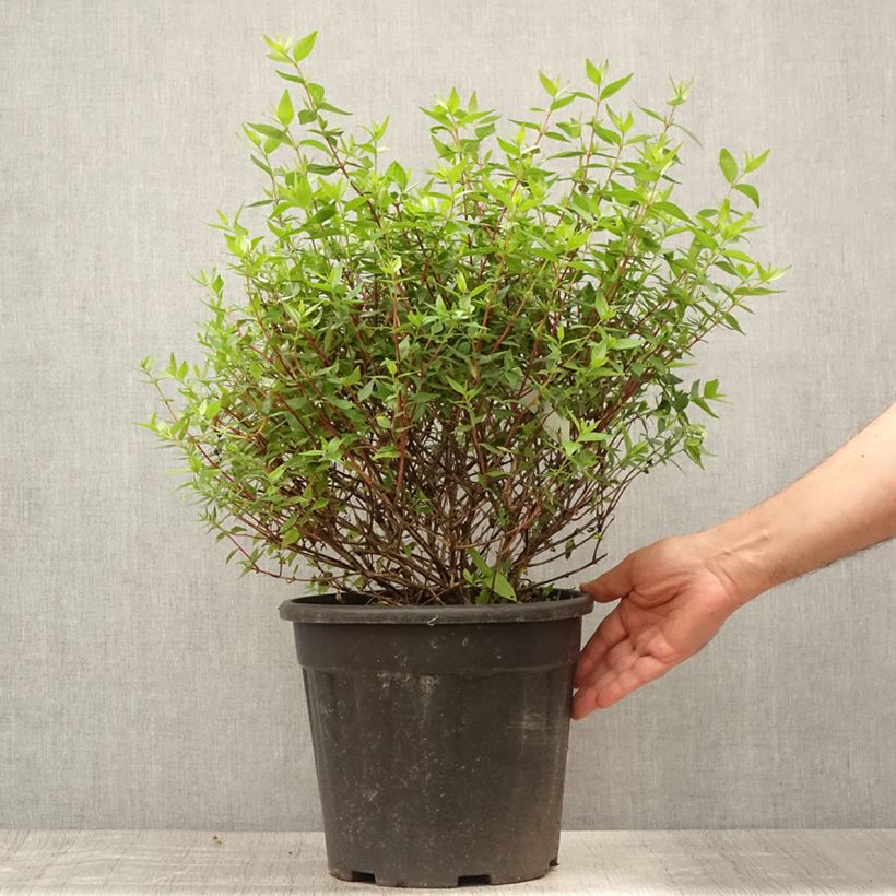 Spécimen de Abelia grandiflora - Abélia à grandes fleurs Pot de 7,5L/10L tel que livré en été