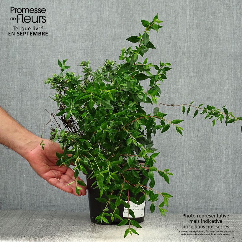 Spécimen de Abelia grandiflora Prostrata tel que livré en automne