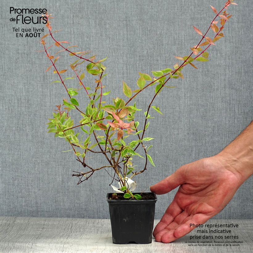 Spécimen de Abelia grandiflora Sunshine Daydream  tel que livré en ete