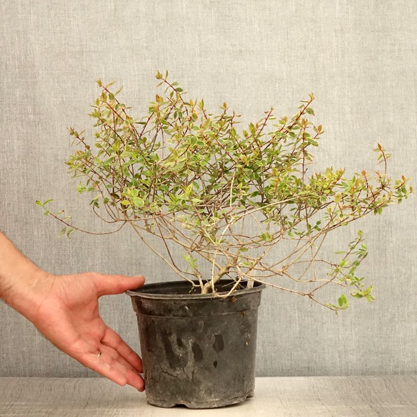 Spécimen de Abelia grandiflora Sunshine Daydream - Pot de 3L/4L tel que livré en été