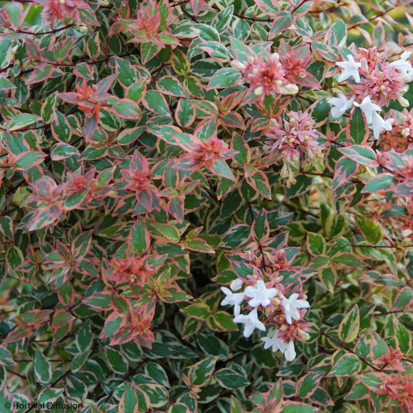 Abelia grandiflora Tricolor Charm (Floraison)