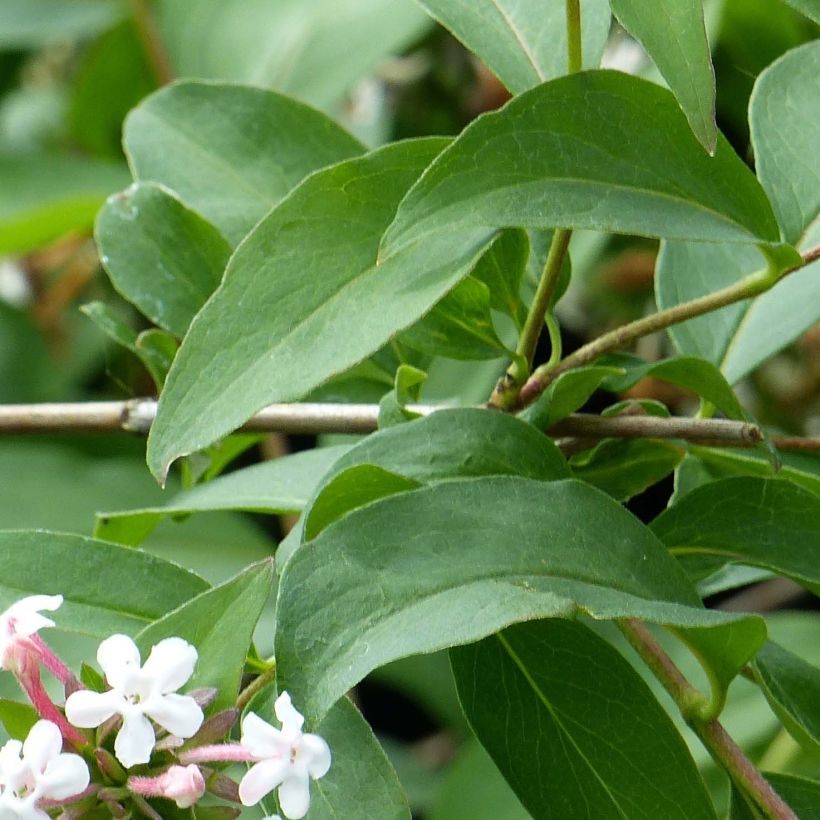 Abelia mosanensis Monia - Abélia parfumé (Feuillage)